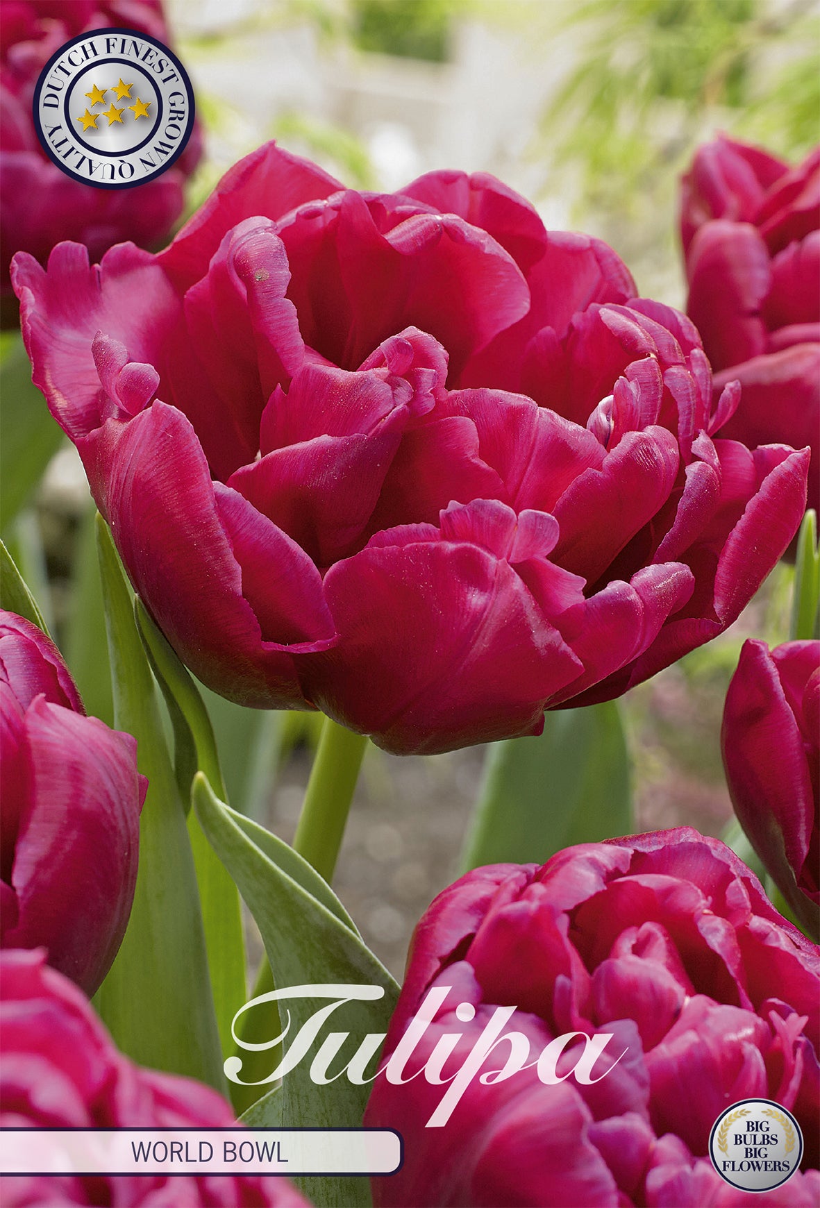 Tulpe World Bowl (7 Stück)