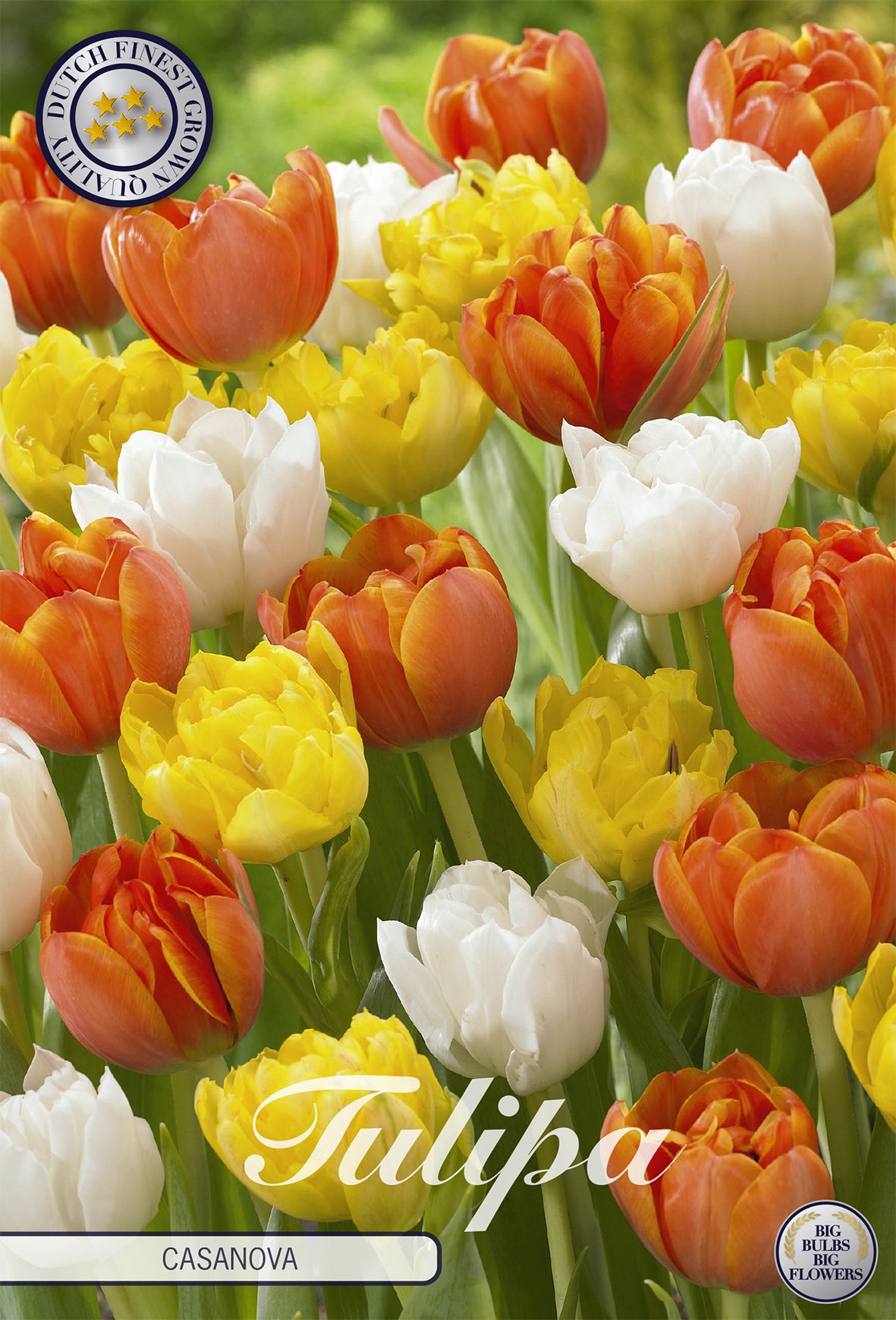 Tulpe Casanova (10 Stück)