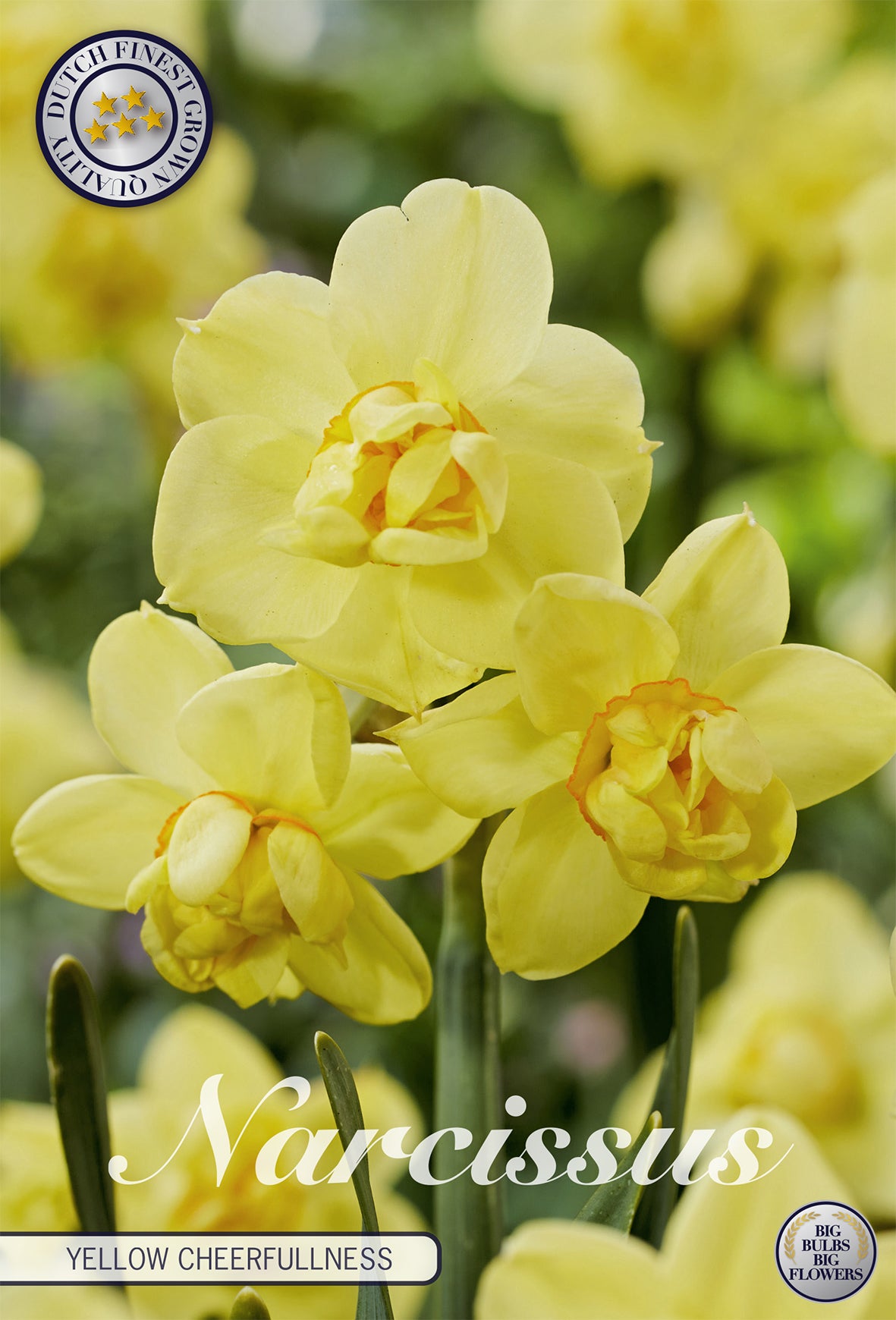Narzisse Yellow Cheerfulness (5 Stück)