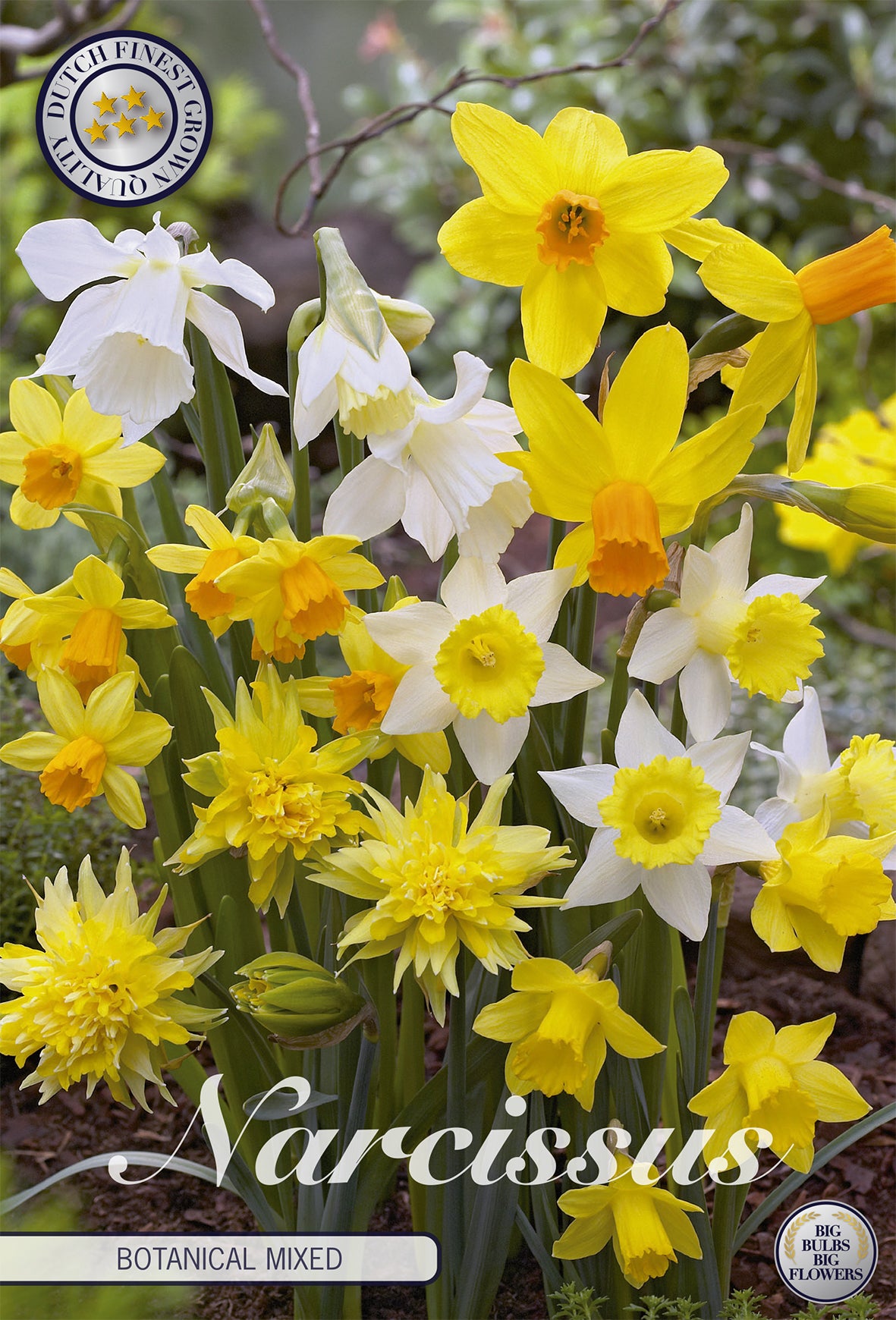 Narzisse Botanical Mix (10 Stück)