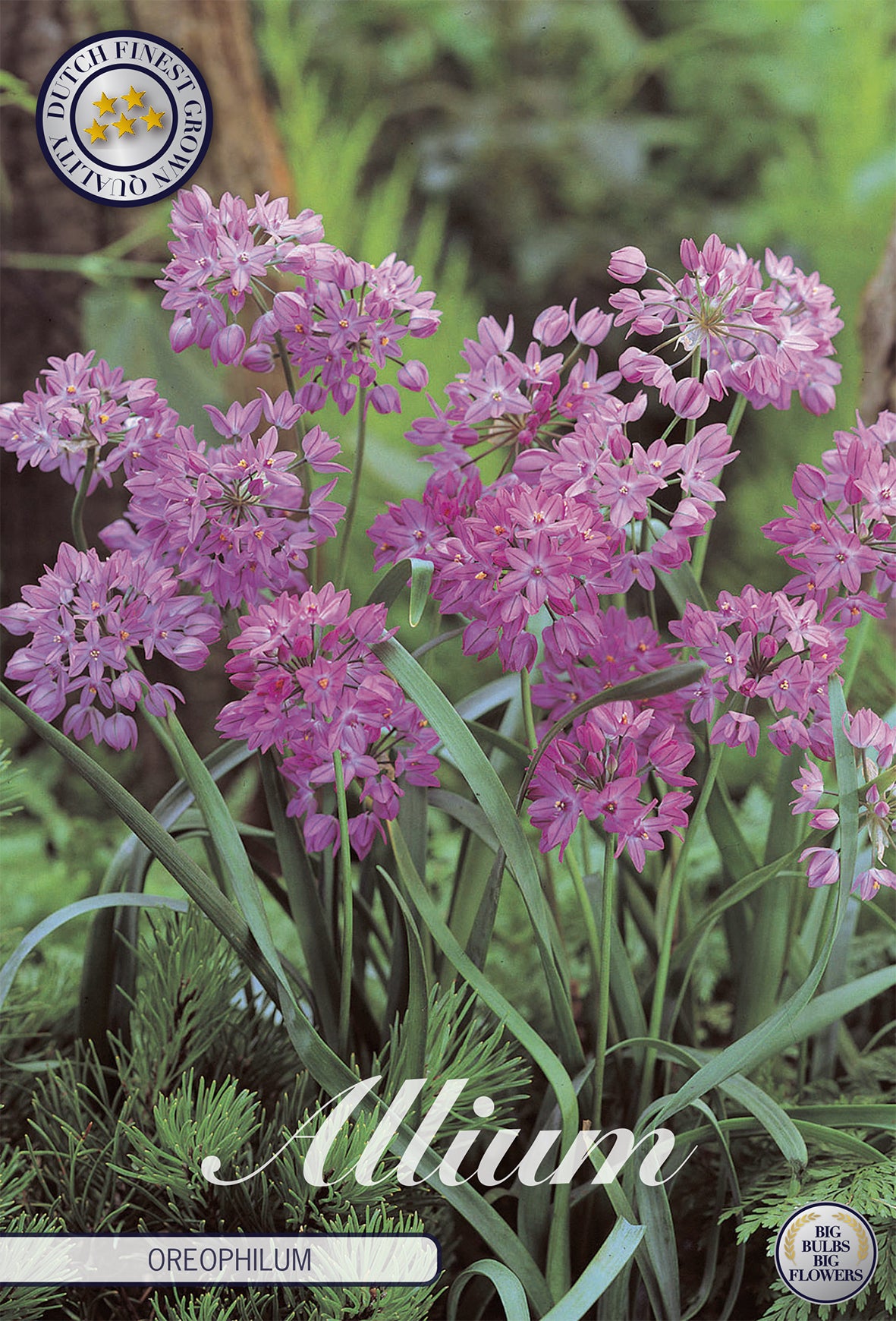 Zierlauch Oreophilum (20 Stück)