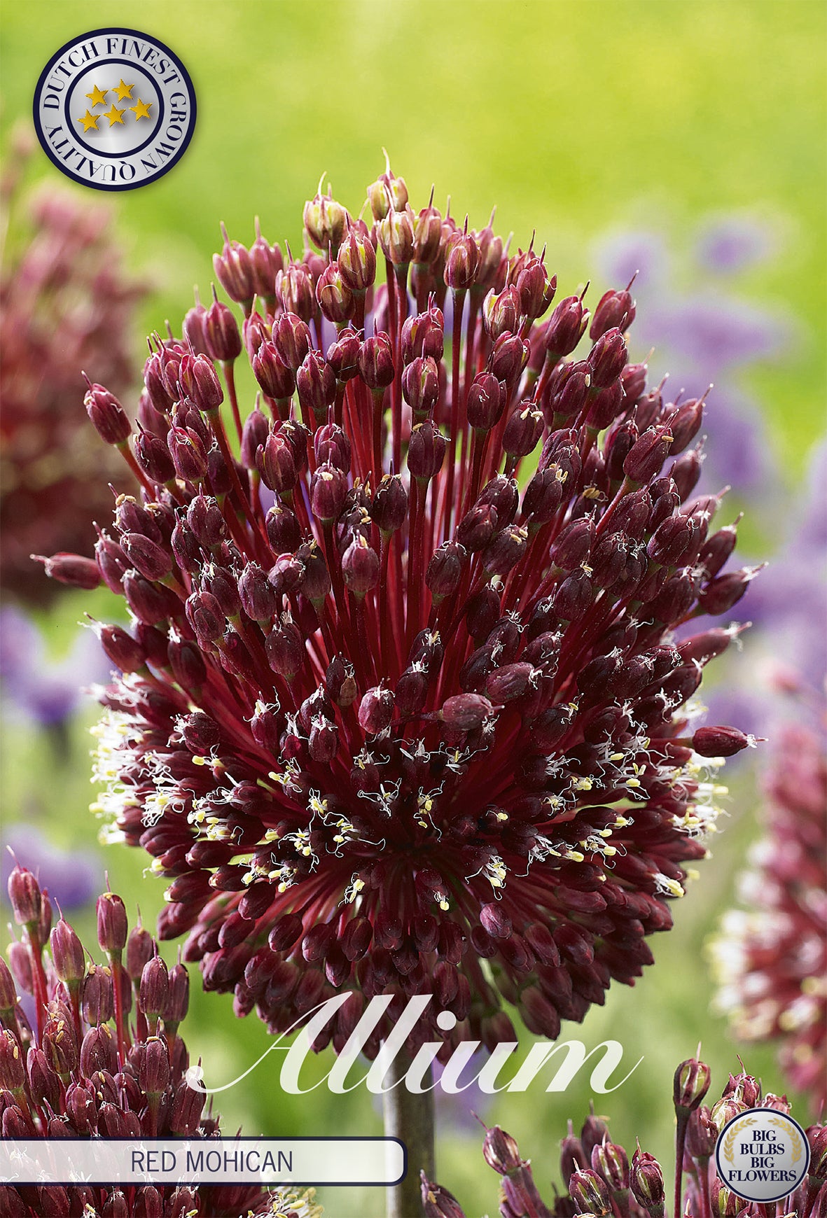 Zierlauch Red Mohican (2 Stück)
