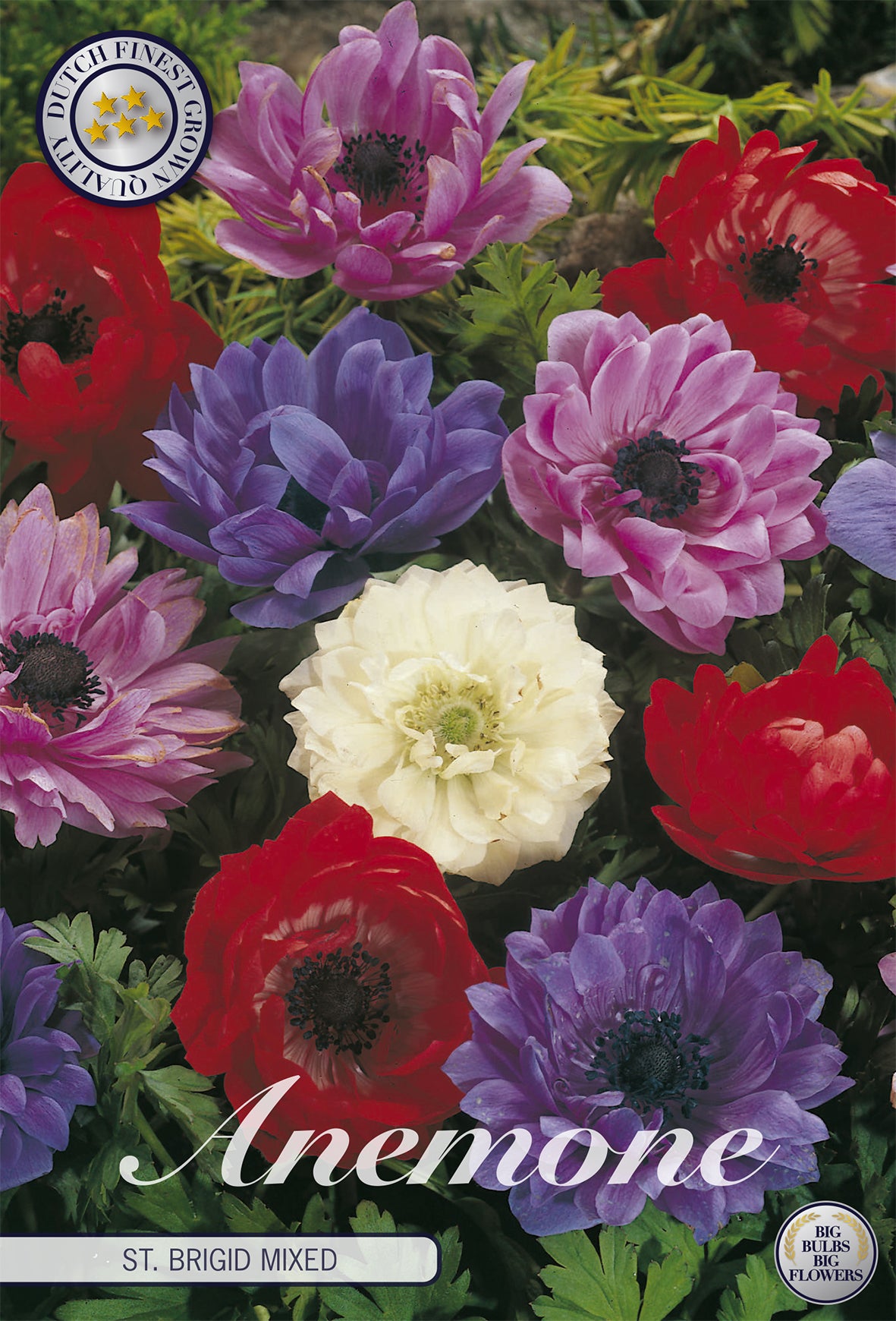 Anemone St. Brigid Mix (20 Stück)