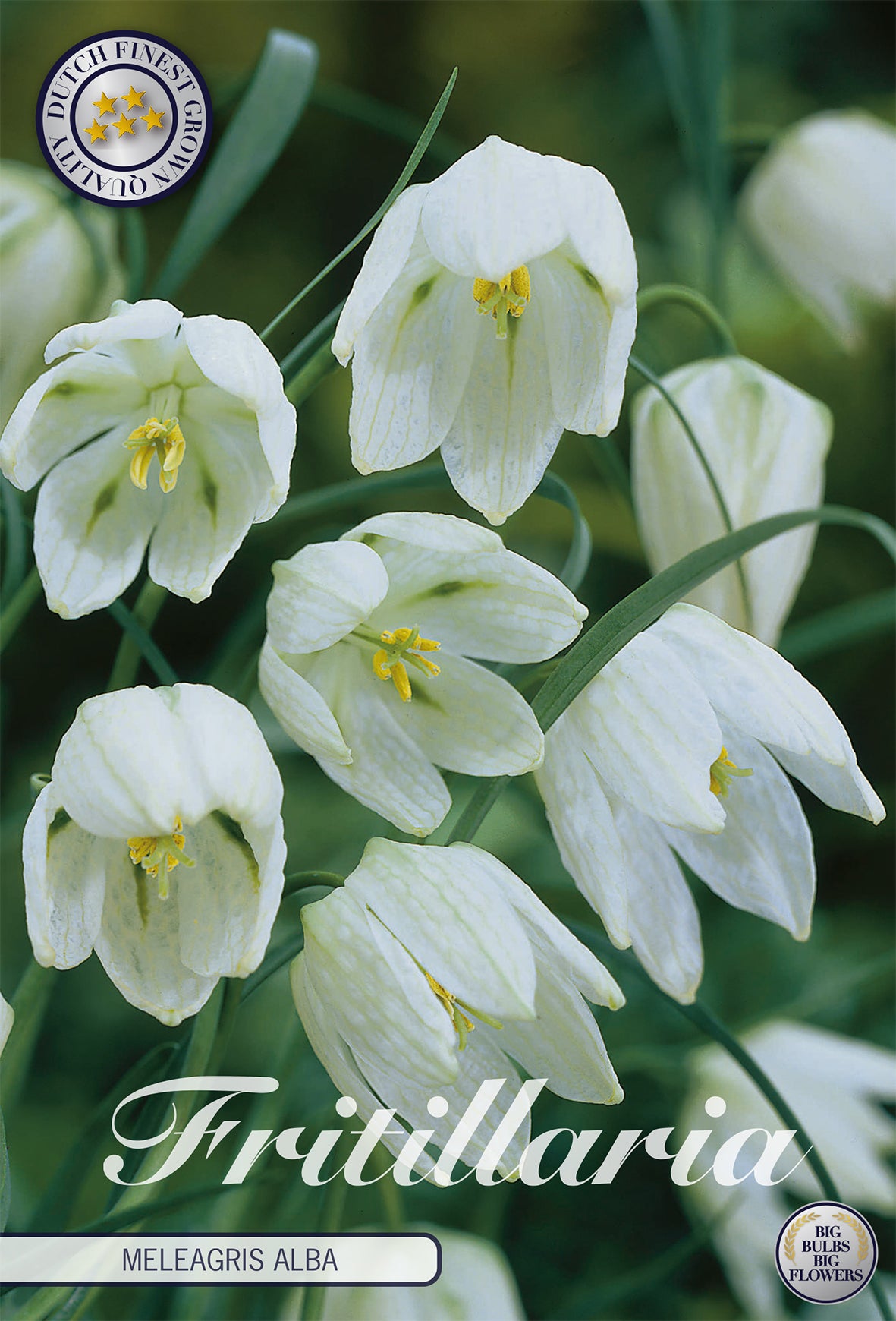 Fritillaria Meleagris Alba (10 Stück)
