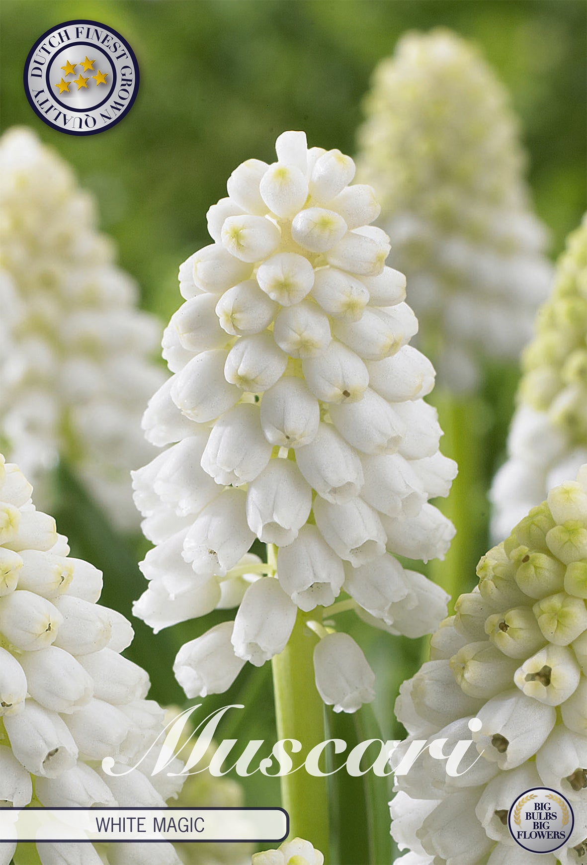 Traubenhyazinthe White Magic (10 Stück)