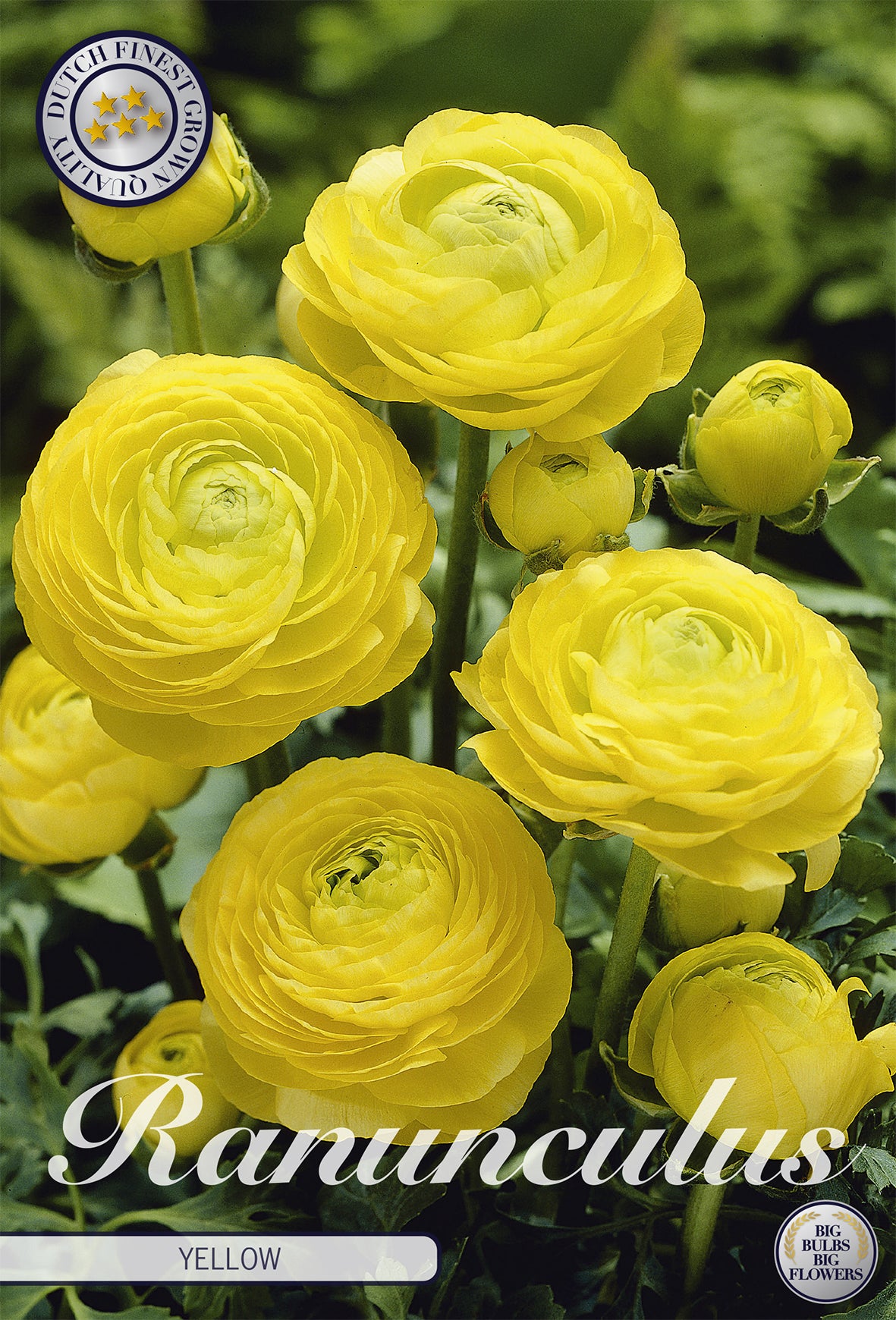 Ranunkel Yellow (10 Stück)