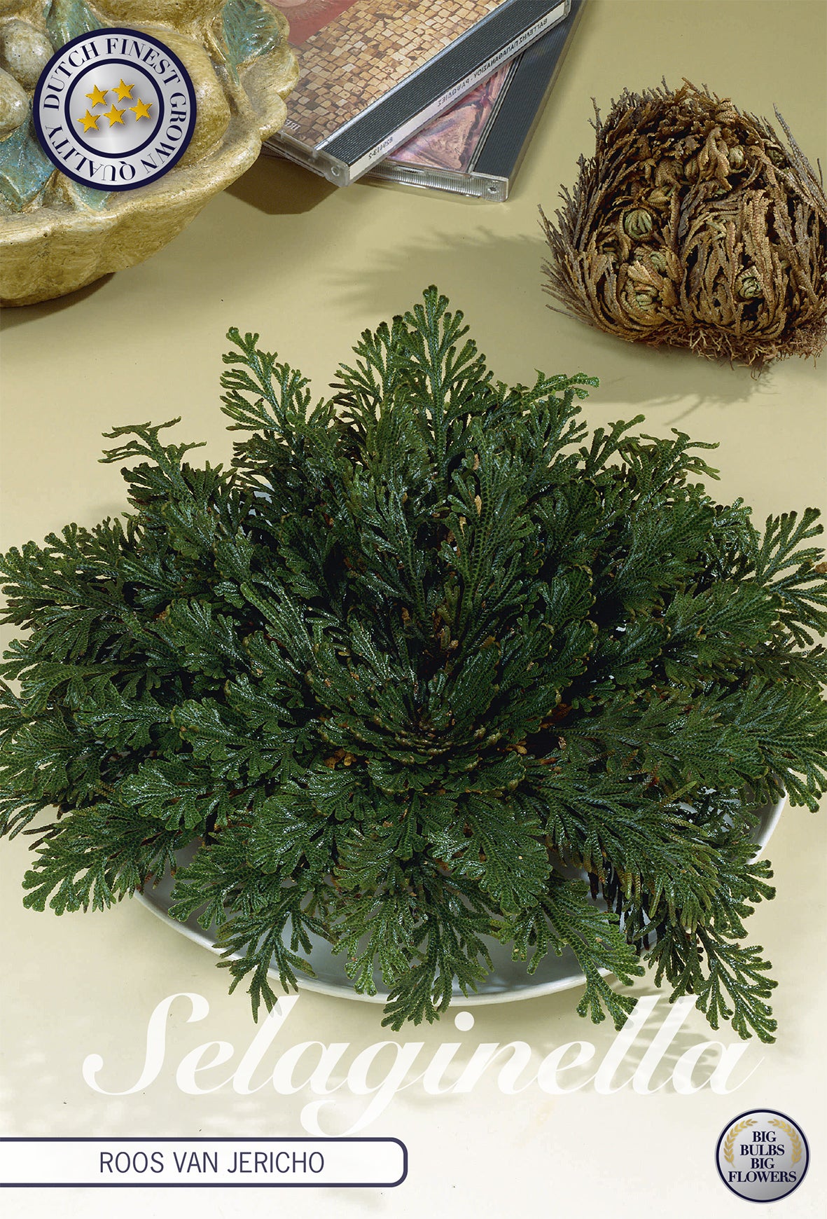 Rose Of Jericho Lepidophylla (1 Stück)