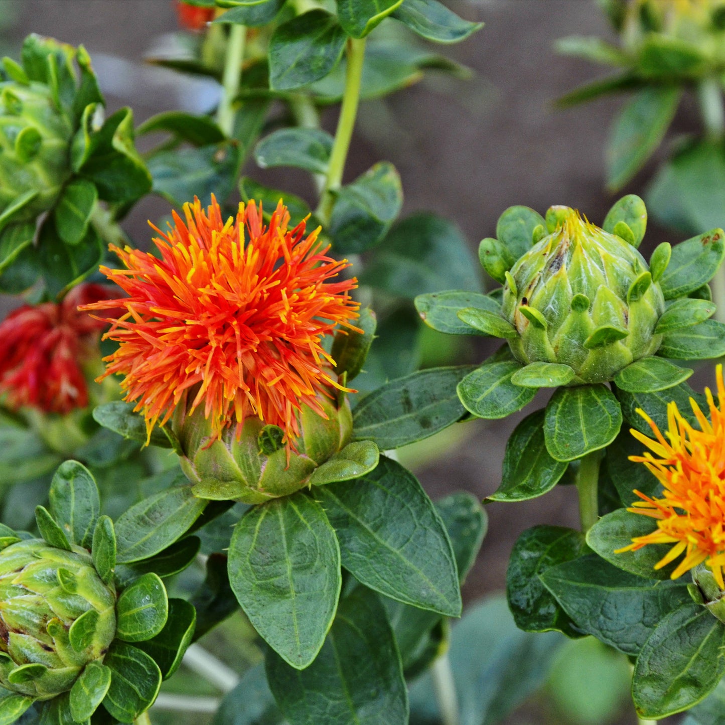 Wiesenblume Färberdistel (100 G)