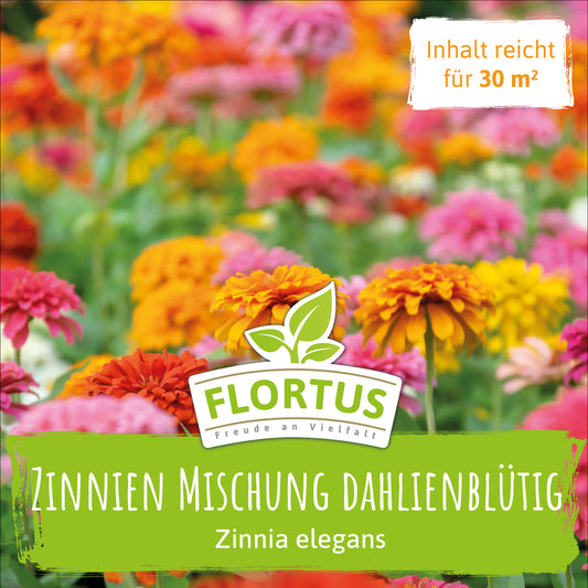 Wiesenblume Zinnie Mischung Dahlienblütig (100 G)