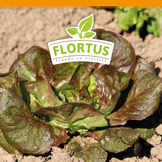 BIO Winterkopfsalat Baquieu