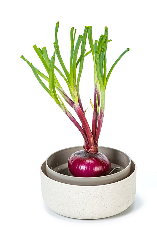 Pflanzschale ReGrow