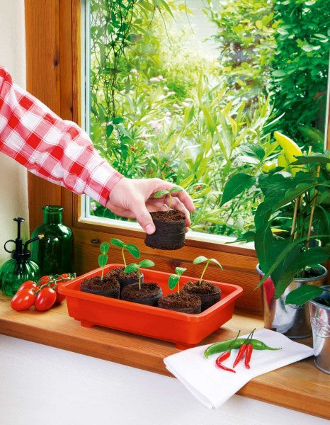 Zimmergewächshaus Veggie
