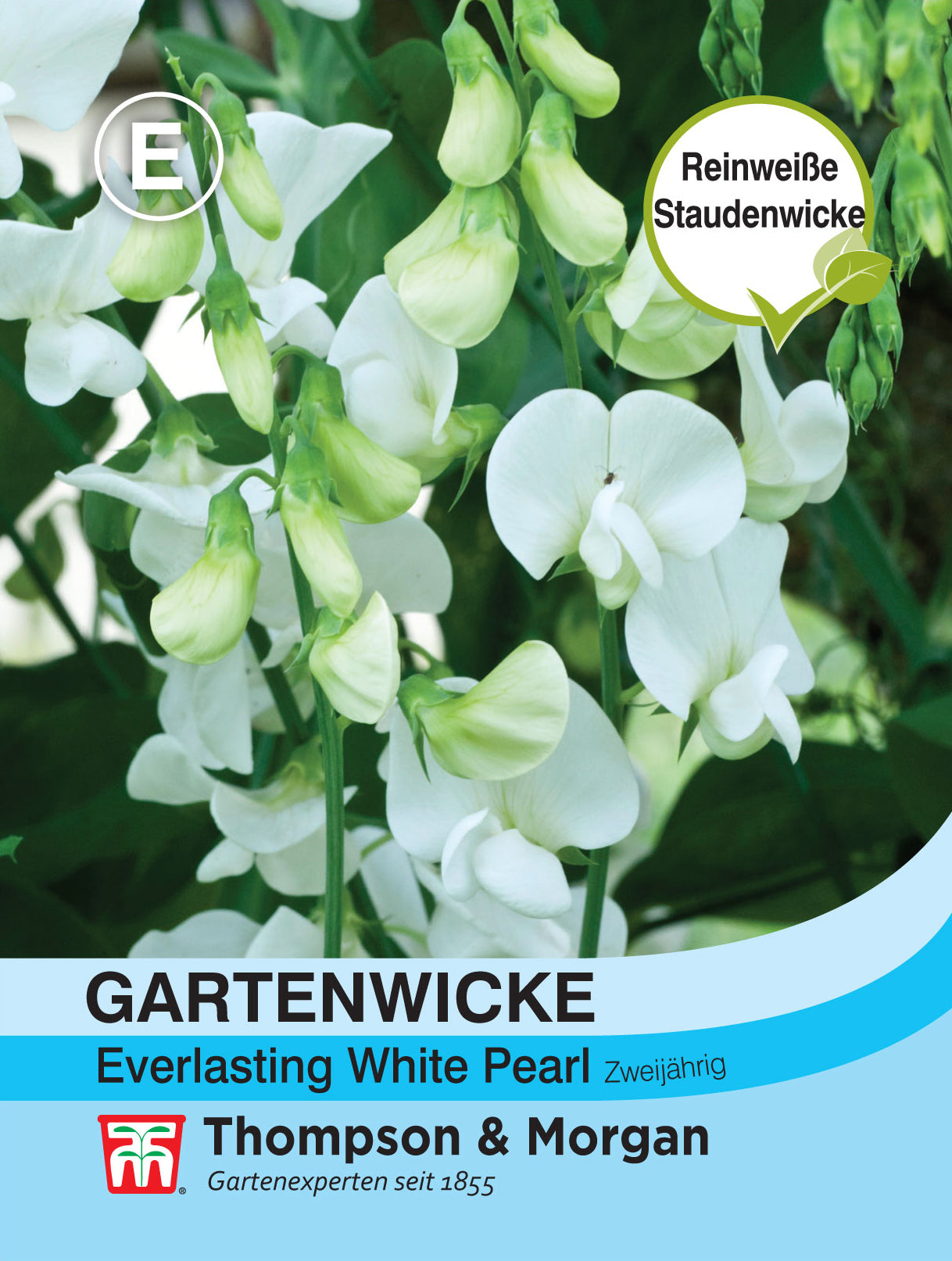  Gartenwicke Everlasting White Pearl