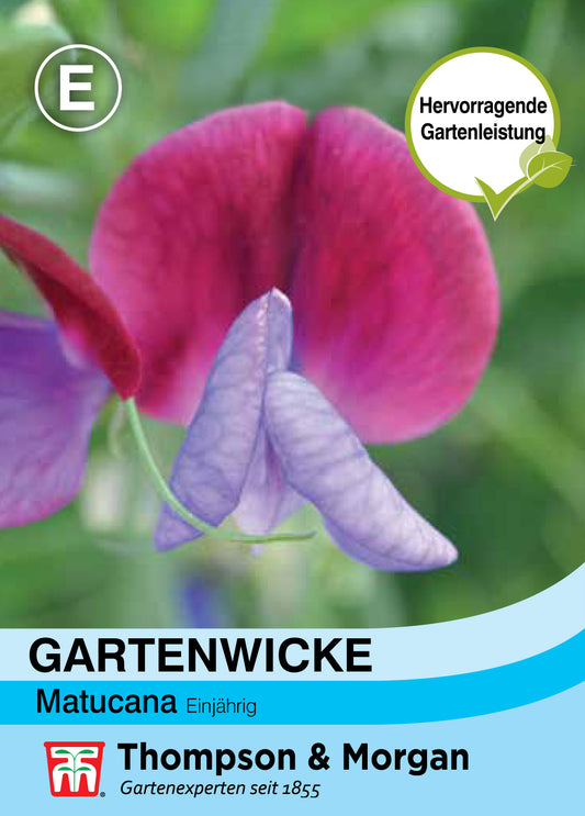  Gartenwicke Matucana