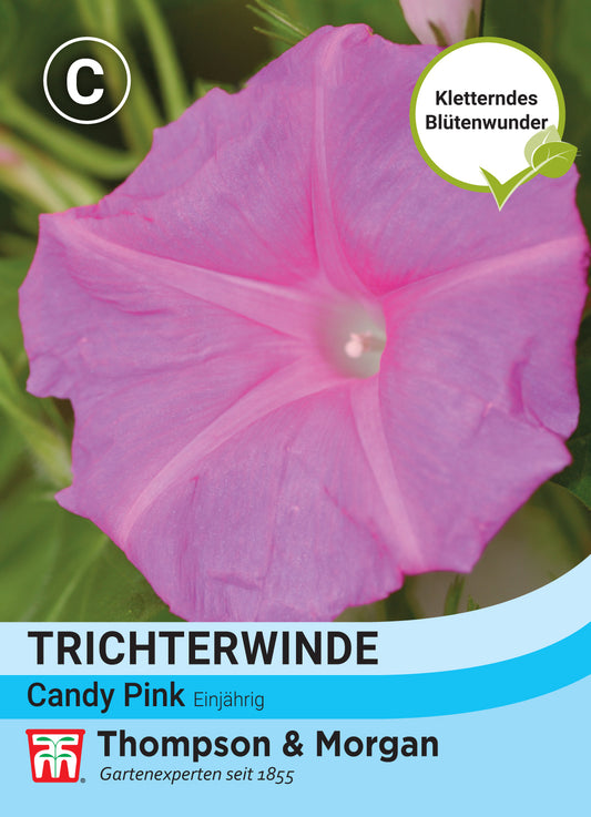  Trichterwinde Candy Pink