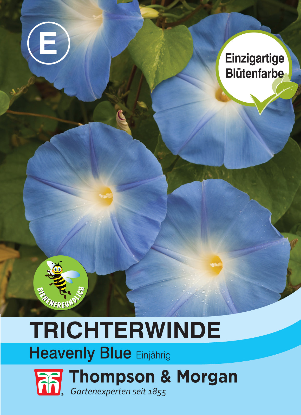  Trichterwinde Heavenly Blue