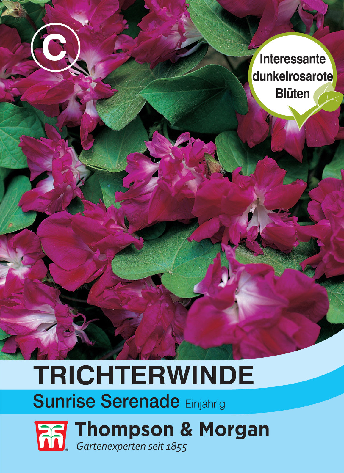  Trichterwinde Sunrise Serenade