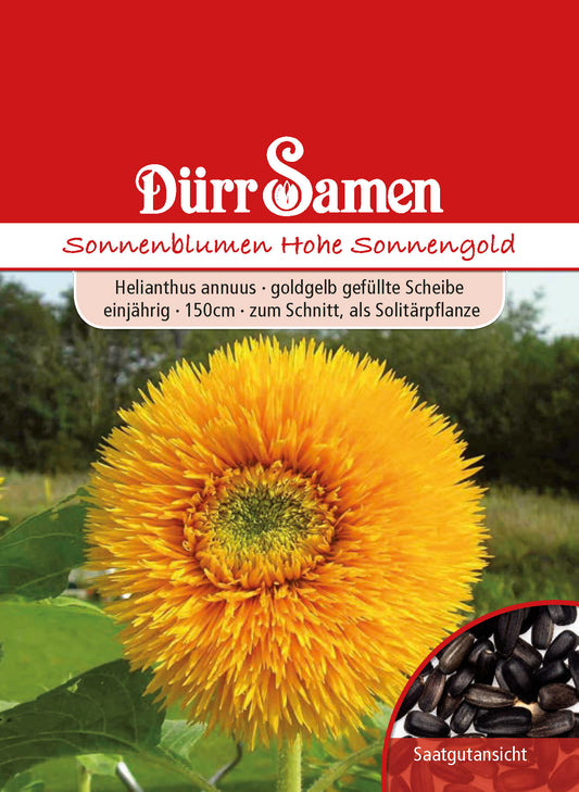  Sonnenblume Hohe Sonnengold
