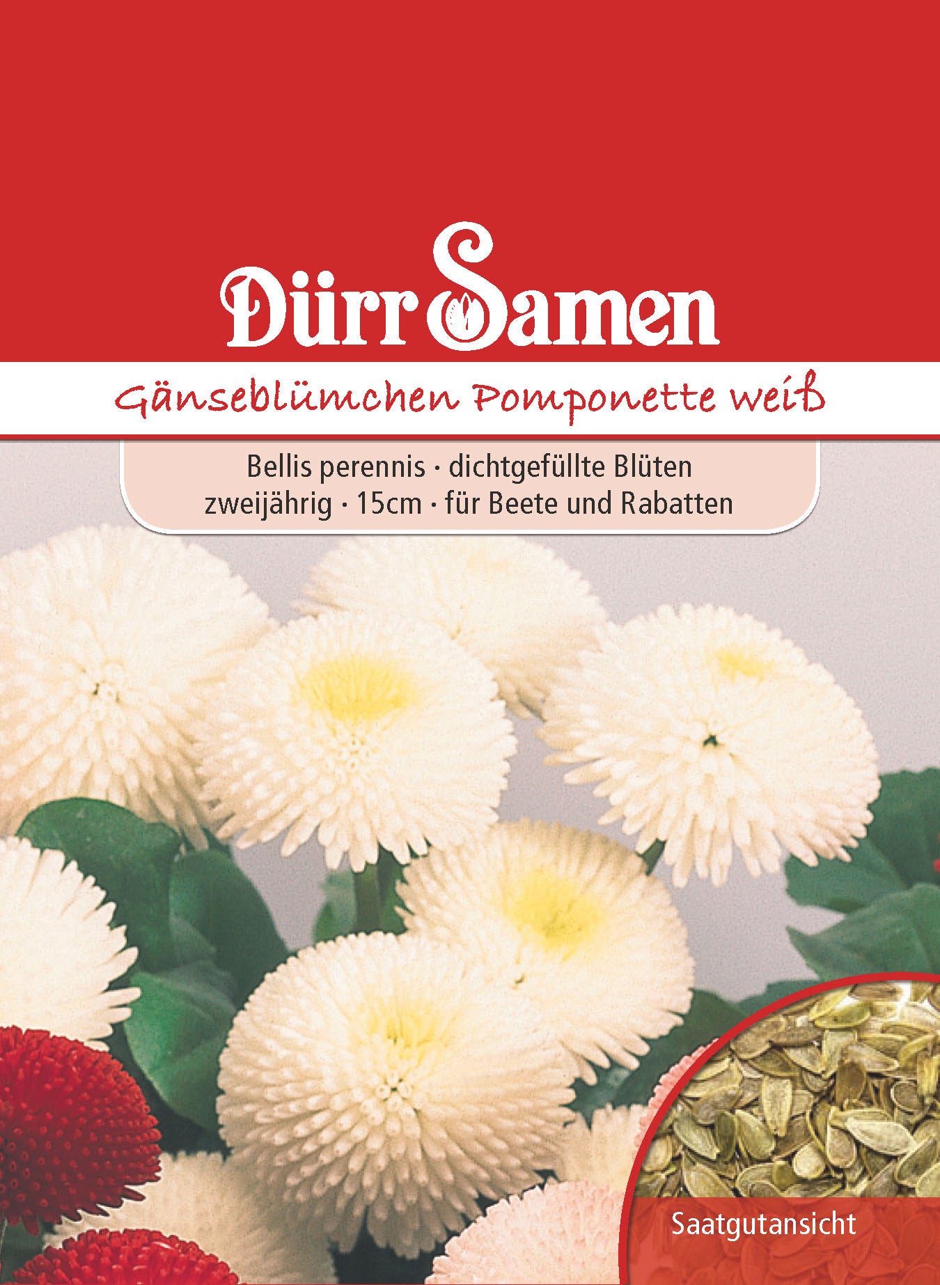 Gänseblümchen Tausendschön