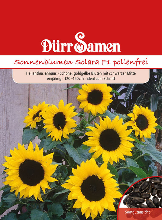  Sonnenblume Solara F1 (pollenfrei!) [MHD 12/2025]