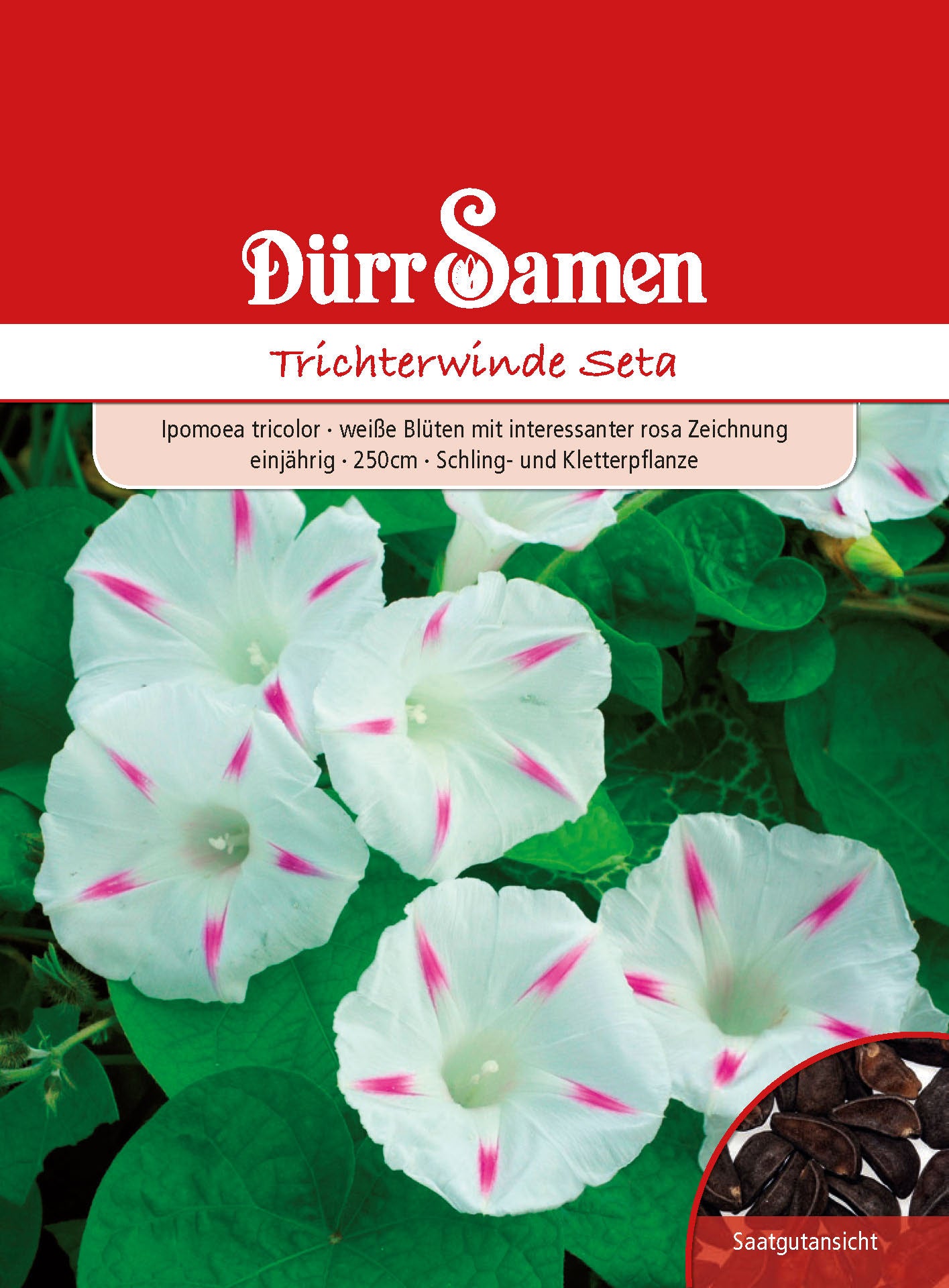  Trichterwinde Seta