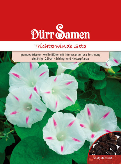  Trichterwinde Seta