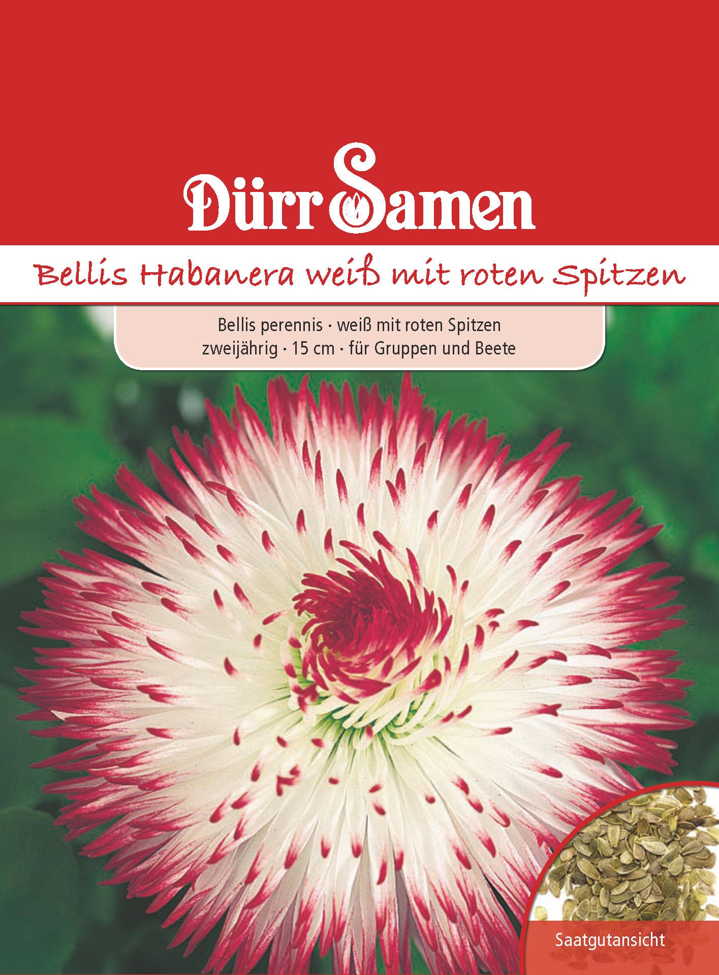  Bellis Habanera Weiß Mit Roten Spitzen