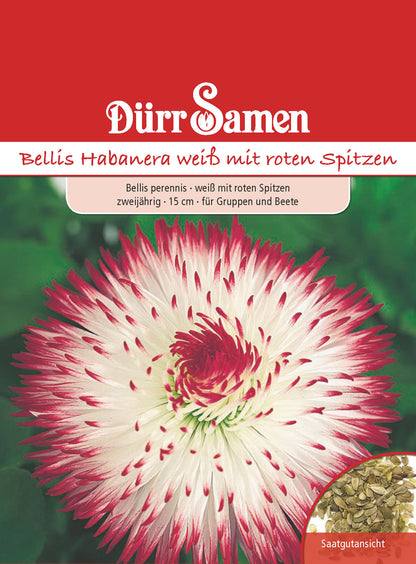  Bellis Habanera Weiß Mit Roten Spitzen