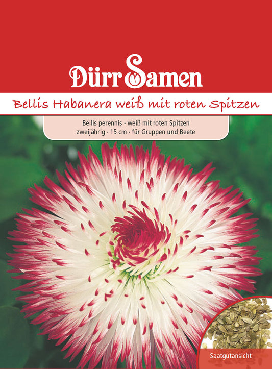  Bellis Habanera Weiß Mit Roten Spitzen