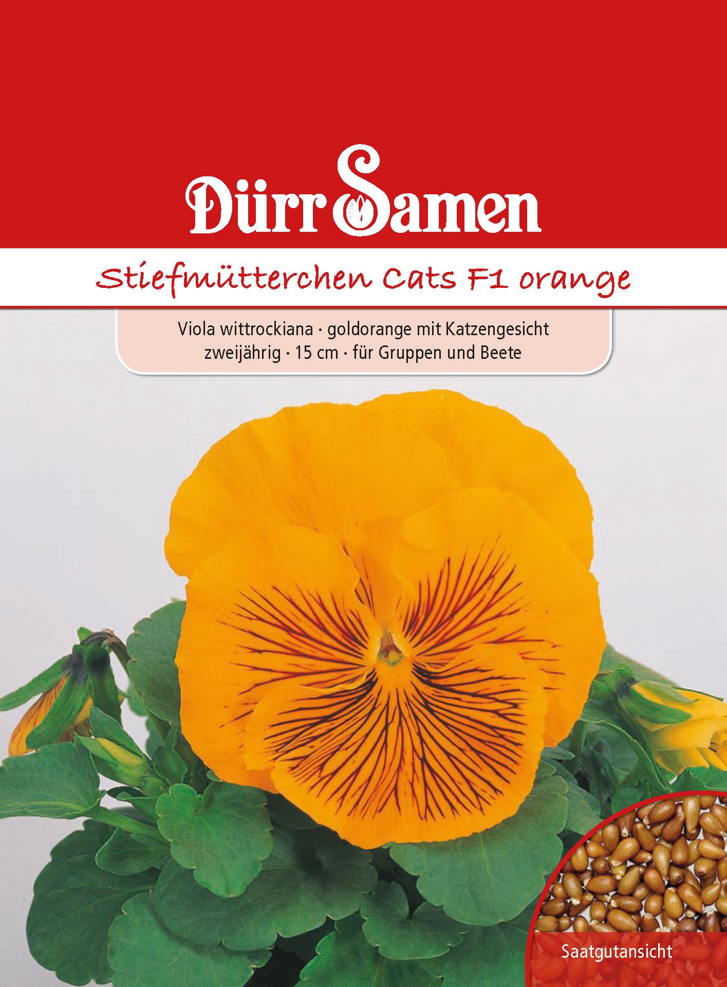  Stiefmütterchen Cats F1 Orange