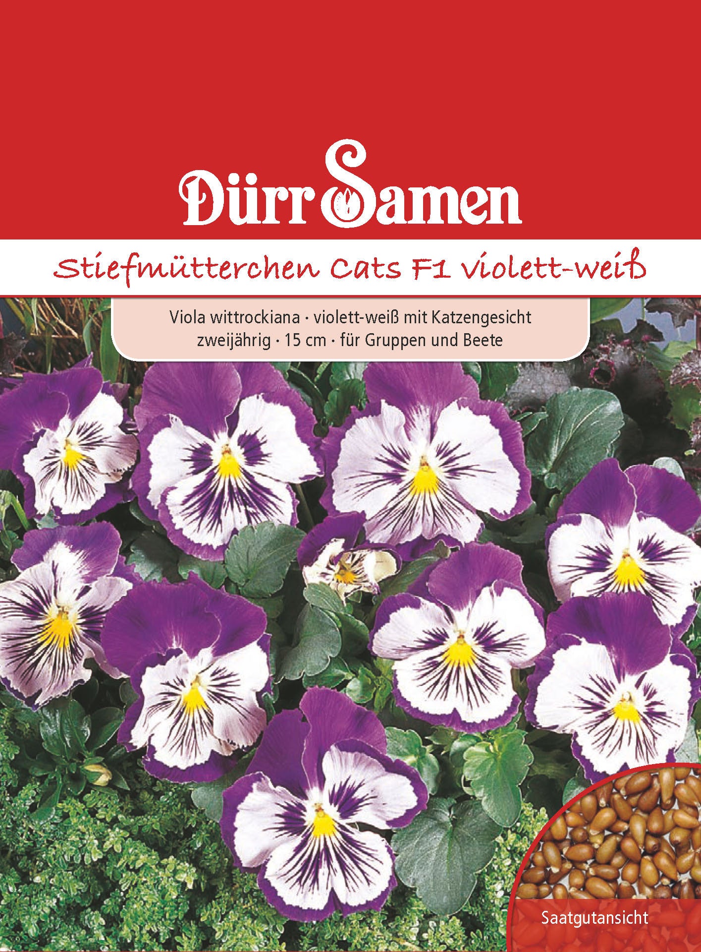  Stiefmütterchen Cats F1 Violett Weiß