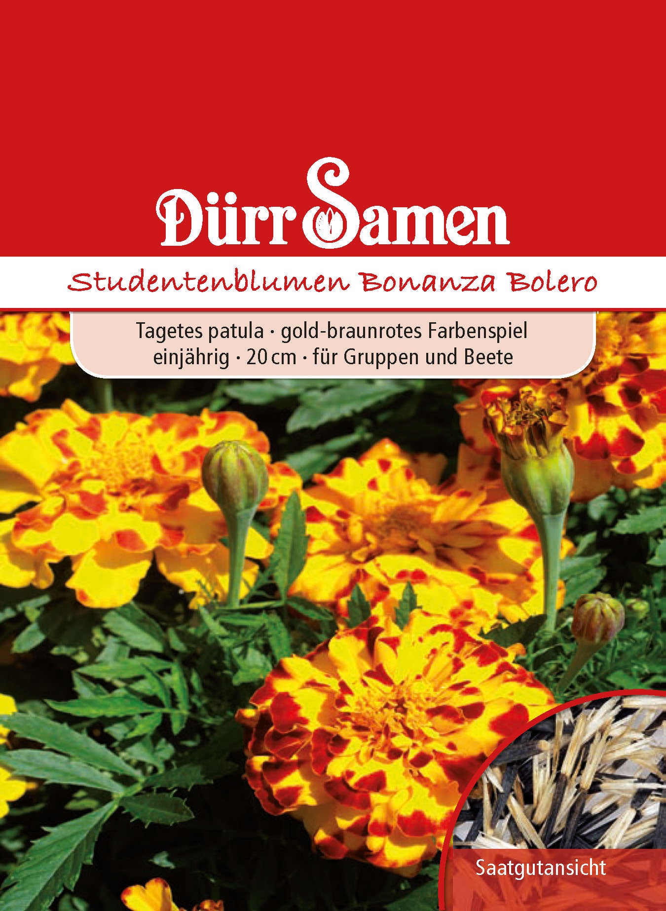  Studentenblume Bonanza Bolero