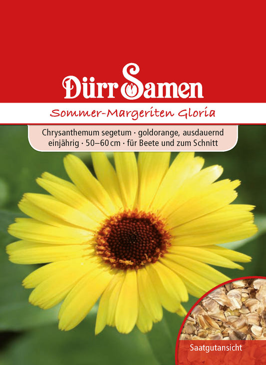  Sommermargeriten Gloria