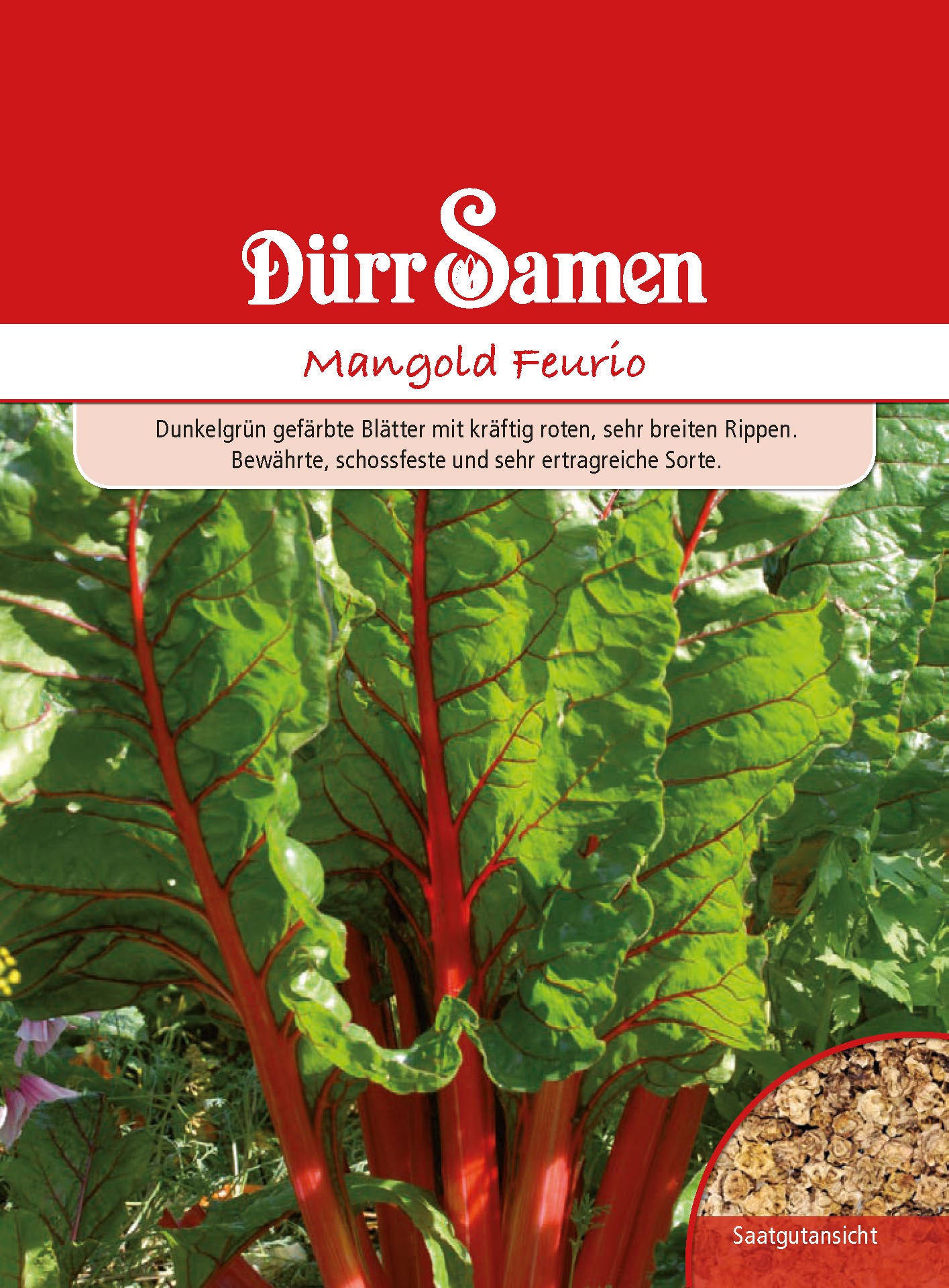  Mangold Feurio