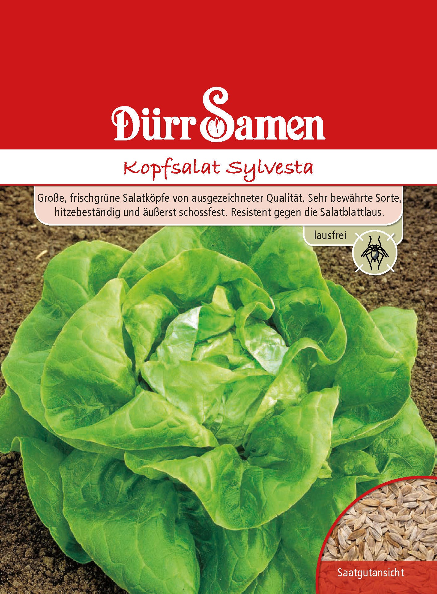  Kopfsalat Sylvesta Lausfrei