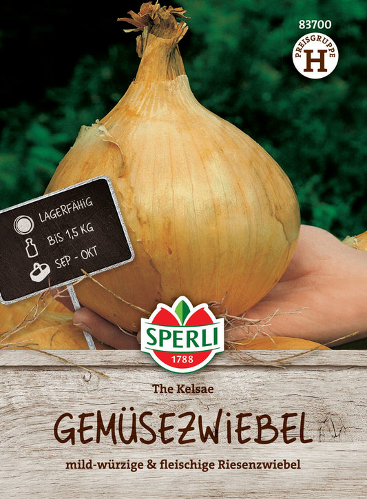  Zwiebel The Kelsae, Riesengemüsezwiebel