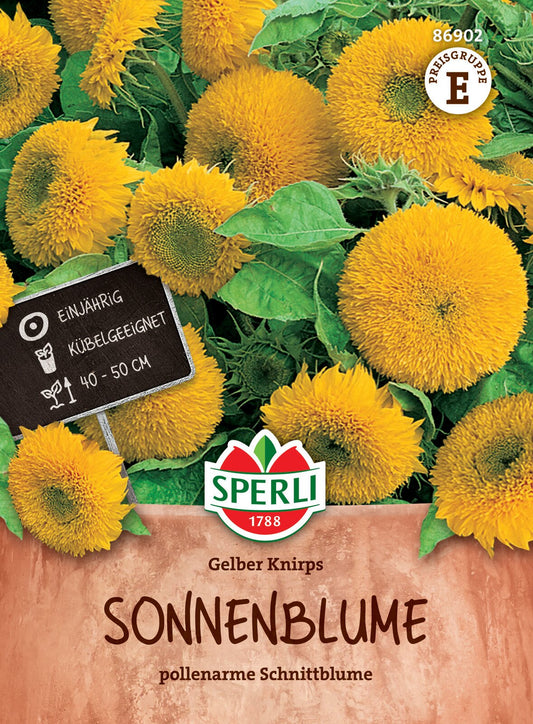  Zwerg-Sonnenblume Gelber Knirps