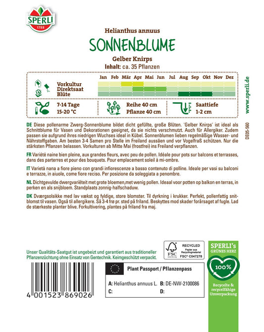  Zwerg-Sonnenblume Gelber Knirps