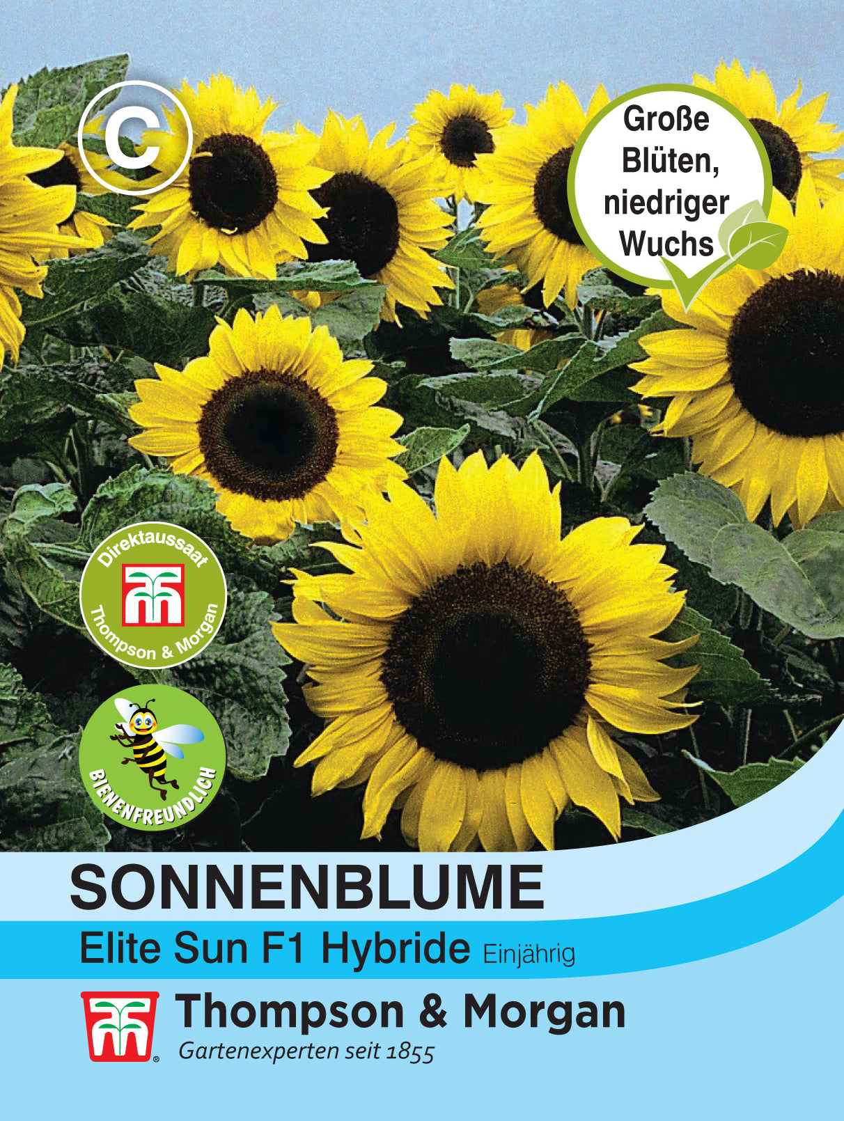  Sonnenblume Elite Sun F1 Hybride
