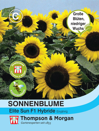  Sonnenblume Elite Sun F1 Hybride