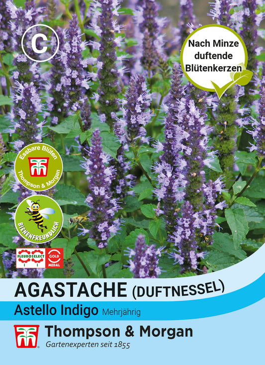  Duftnessel Astello Indigo