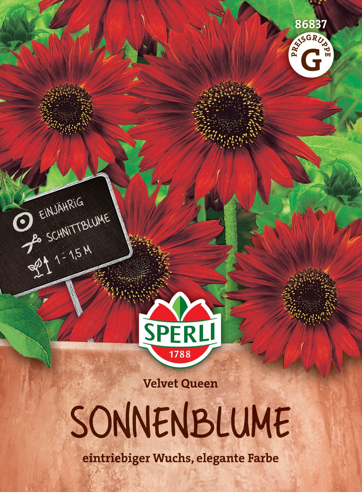  Sonnenblume Velvet Queen