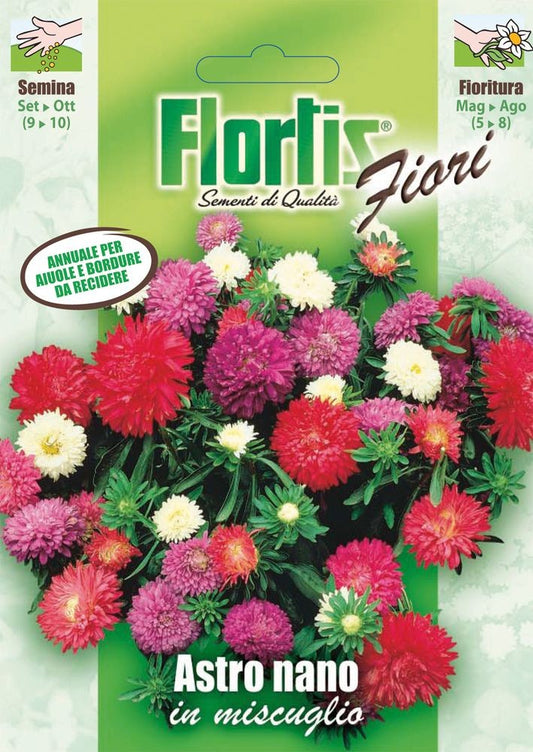  Zwerg Aster Mischung