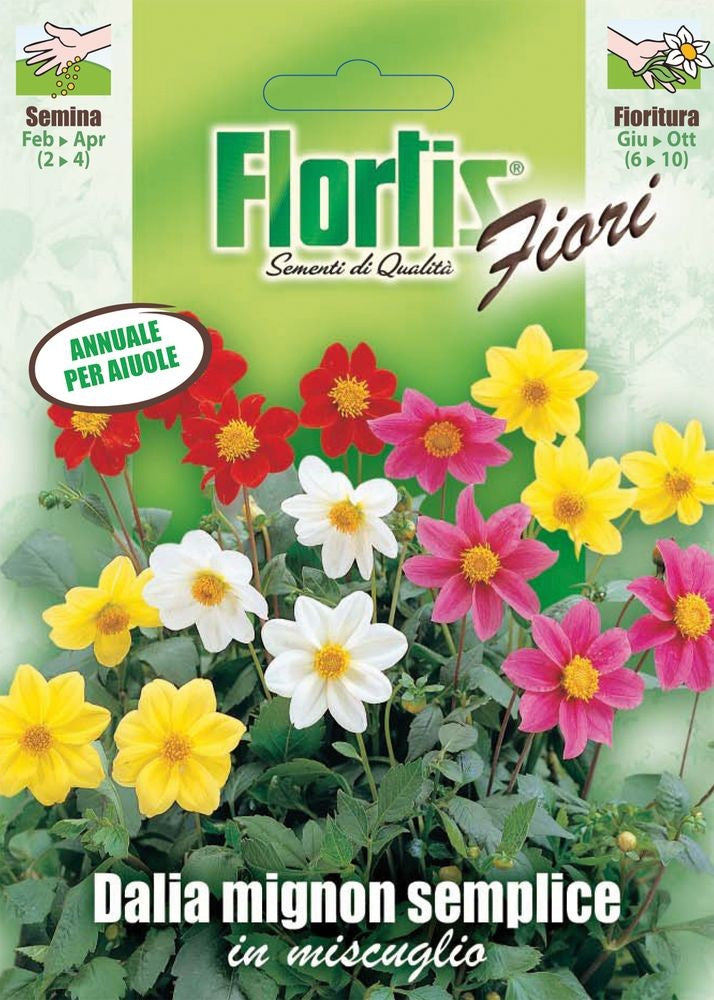  Dahlia Mignon Mischung