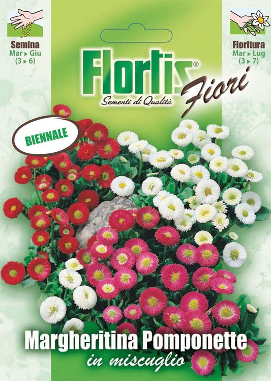  Gänseblümchen Pomponette Mischung