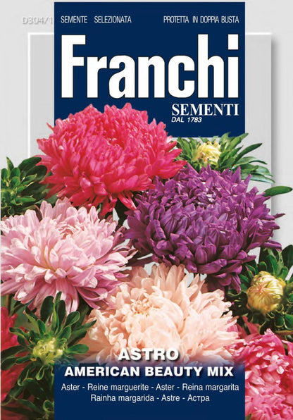  Aster American Beauty Multicolor