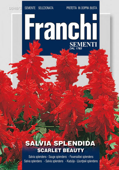  Feuersalbei Splendens Scarlet Beauty
