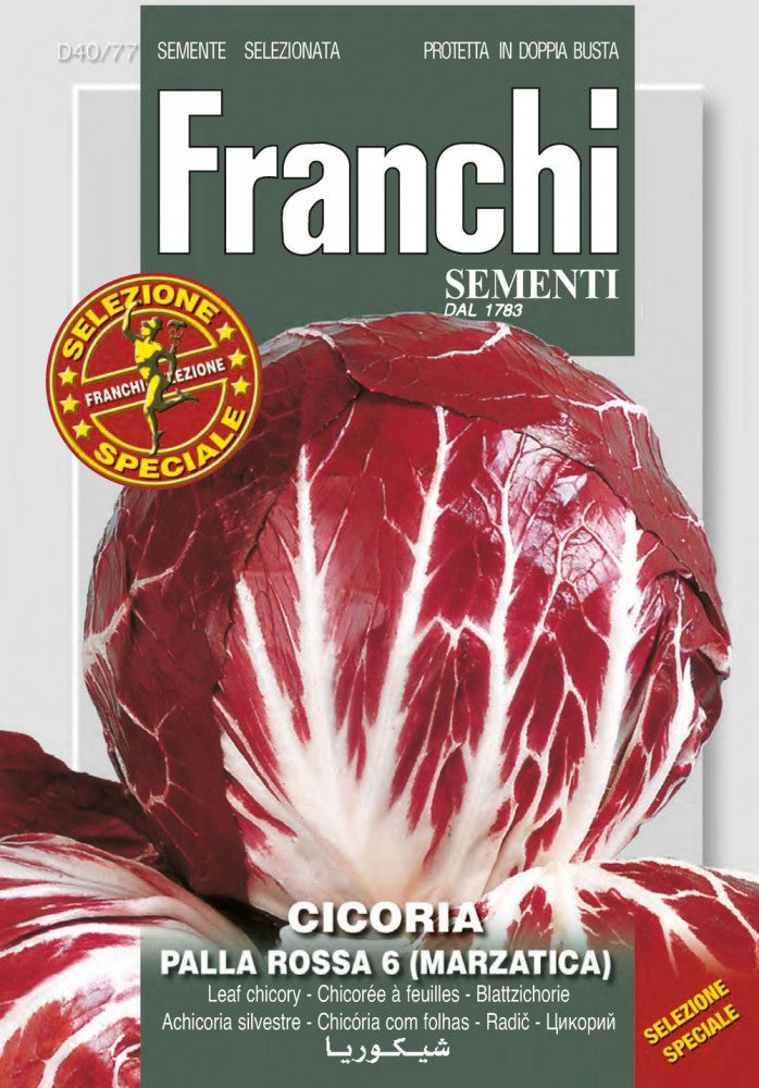  Blattchicorée Palla Rossa 6 (Marzatica)