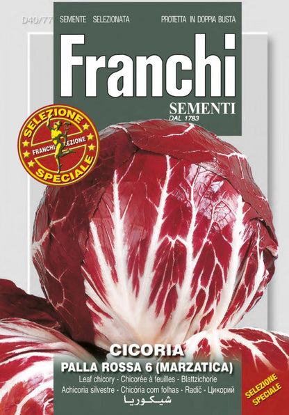  Blattchicorée Palla Rossa 6 (Marzatica)