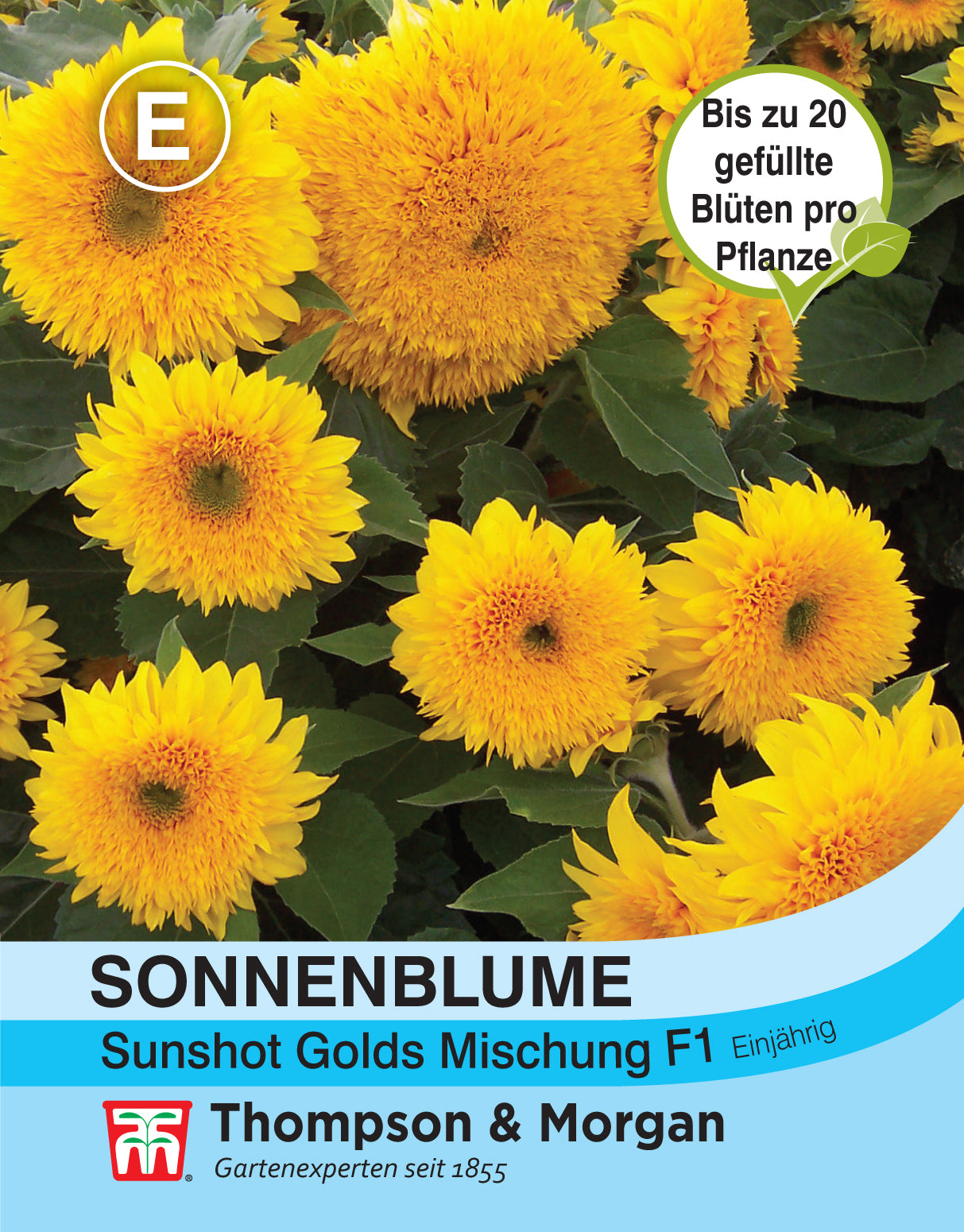  Sonnenblume Sunshot Golds Mischung F1 Hybride
